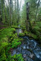 Ein wilder Bachlauf mit moosigem Ufer und Totholz im Nordschwarzwald, aufgenommen durch Landschaftsfotograf und Foto-Coach Alex Kijak