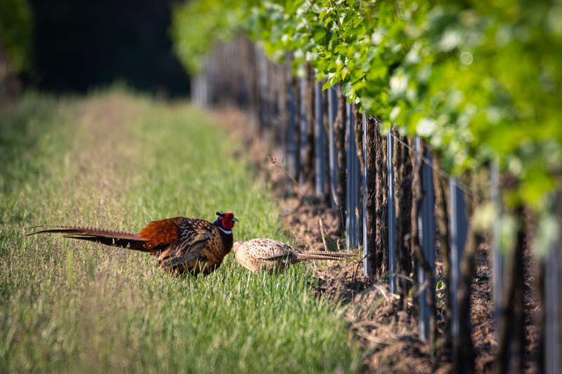 Foto und Wein Jadgfasan