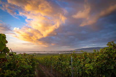 Weinberge Freinsheim und Erpolzheim