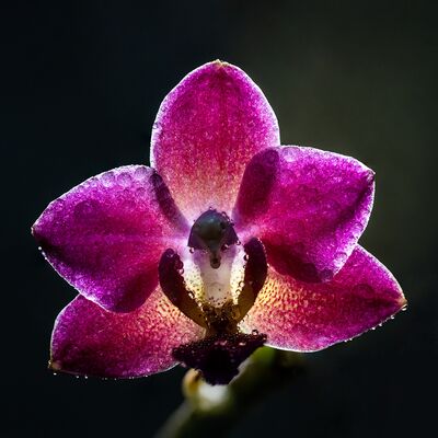 edit_ws_macro-orchideen_img04162_sm.jpg