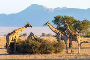 Multivisionsshow Namibia Dia-Show, Foto-Workshop Landschaftsfotografie Naturfotografie wildlife-fotografie