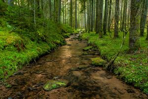 Ein ruhiger Bachlauf im grünen Wald im Nordschwarzwald, aufgenommen durch Landschaftsfotograf und Foto-Coach Alex Kijak