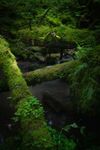 Eine Waldszene im Nordschwarzwald mit moosigen, grünen Bäumen und Holzstämmen im Wald, fotografiert von Landschaftsfotograf und Foto-Coach  Corvin Ölschläger im Mohnbachtal bei Calw