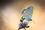 Bläuling von André Straub Bläuling von André Straub