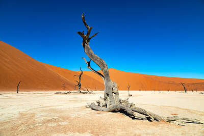Namibia2019-24.jpg Multivisionsshow Namibia Dia-Show, Foto-Workshop Landschaftsfotografie Naturfotografie wildlife-fotografie