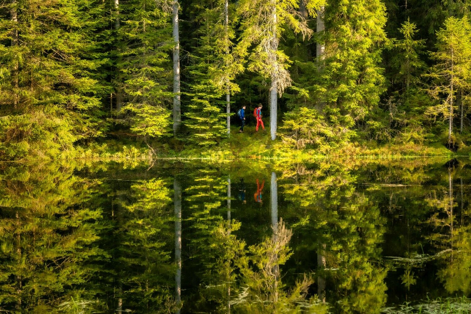 Spiegelung in einem See im Nordschwarzwald, aufgenommen durch Landschaftsfotograf und Foto-Coach Alex Kijak