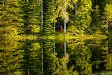 Spiegelung in einem See im Nordschwarzwald, aufgenommen durch Landschaftsfotograf und Foto-Coach Alex Kijak