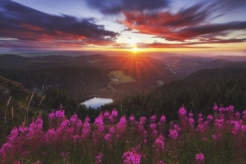 Sonnenaufgang am Feldberg im Frühling mit Blumen und Blick auf den Feldsee, Fotograf Nick Schmid. Das Foto ist Teil der Heimatfotos-Ausstellung im Schwarzwaldhaus der Sinne