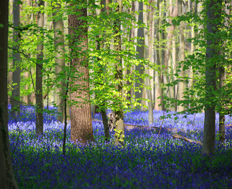 Hallerbos_web