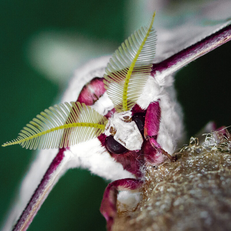 fotokurs-makrofotografie-insekten