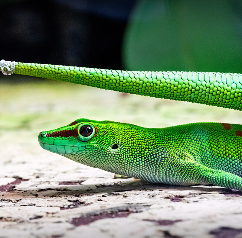 macrofotokurs-potsdam-reptilien