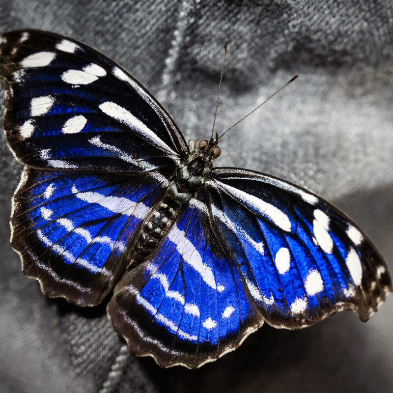 makrofotografie-schmetterling-potsdam
