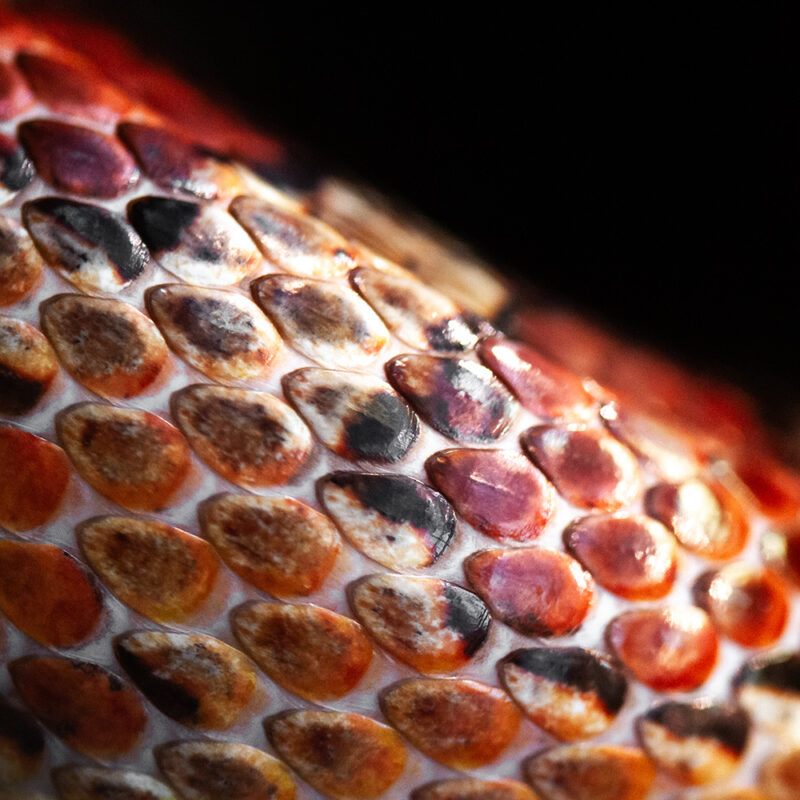 makrofotokurs-berlin_biosphaere