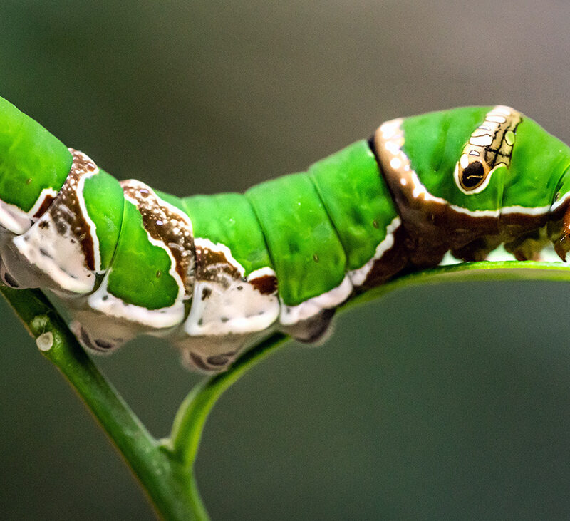 schmetterlingshaus-raupe-makrofotografie