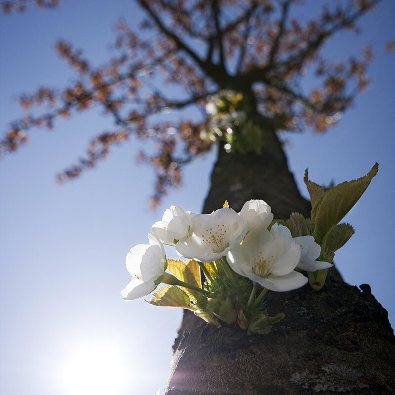 fotografiekurs-obstbaum-bluete