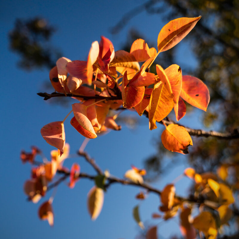 naturfoto-detail-fotoworkshop