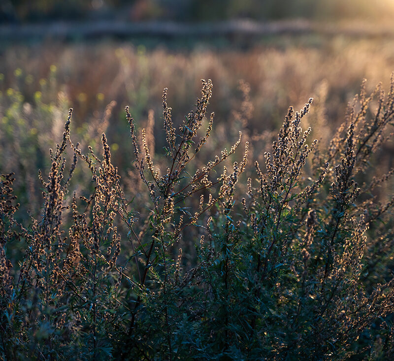 naturfotografie-fotokurs-berlin