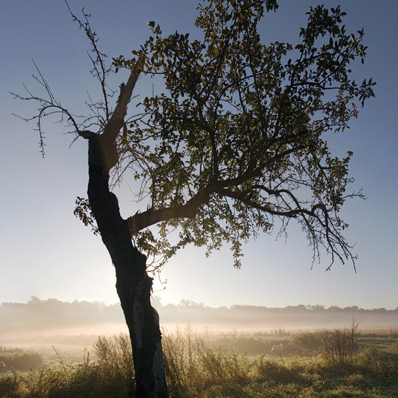 obstbaum-naturfotografie
