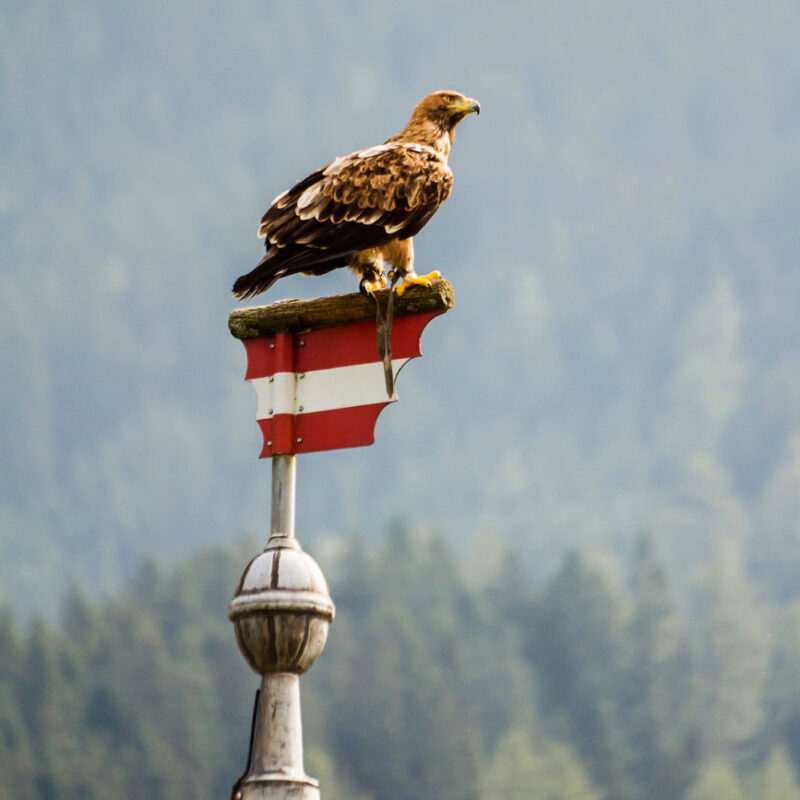 salzburg-fotoreise-werfen-steinadler