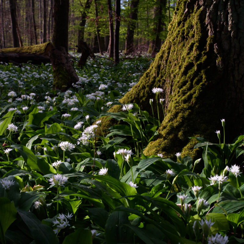 Bärlauchwald