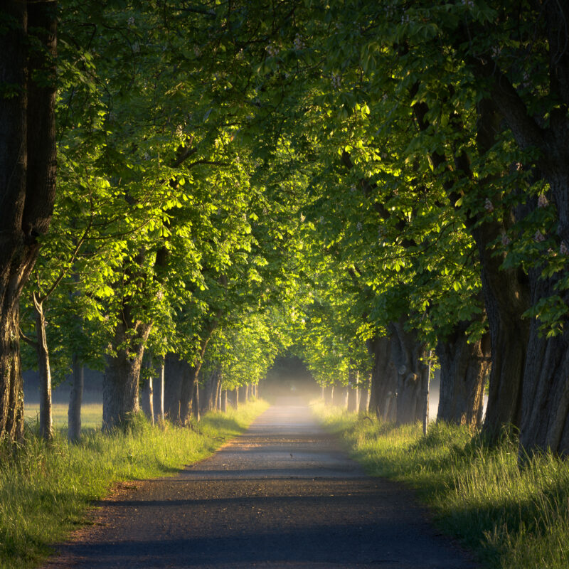 Allee Frühling