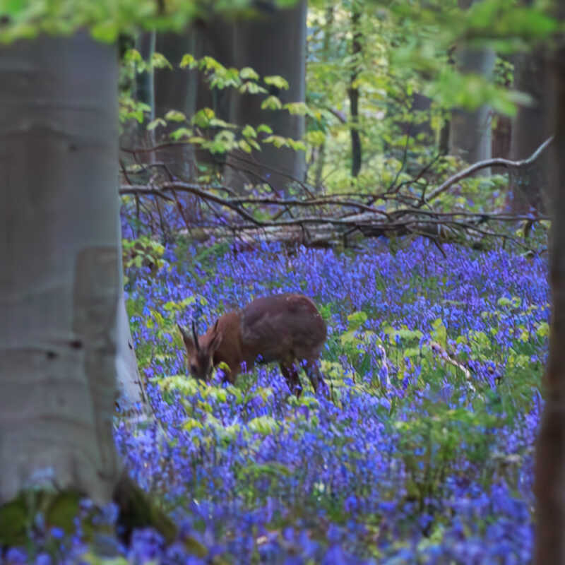 M80A0107-Verbessert-RR